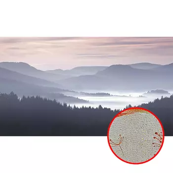 Фреска Ortograf