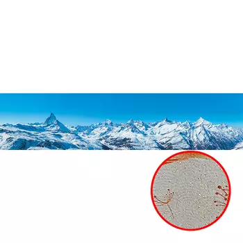 Фреска Ortograf