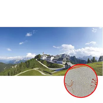 Фреска Ortograf