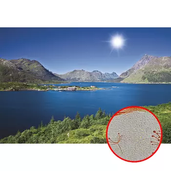 Фреска Ortograf