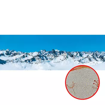 Фреска Ortograf