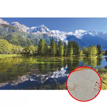 Фреска Ortograf