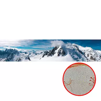 Фреска Ortograf