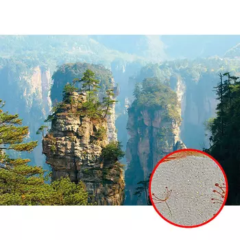 Фреска Ortograf