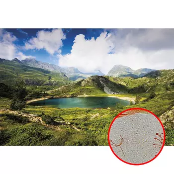 Фреска Ortograf