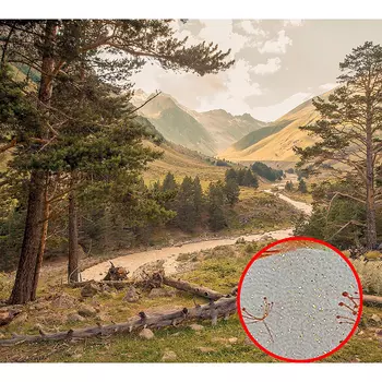 Фреска Ortograf