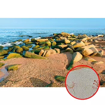 Фреска Ortograf