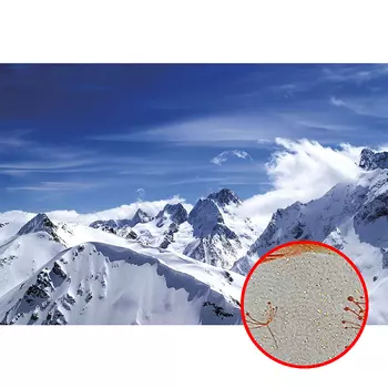 Фреска Ortograf