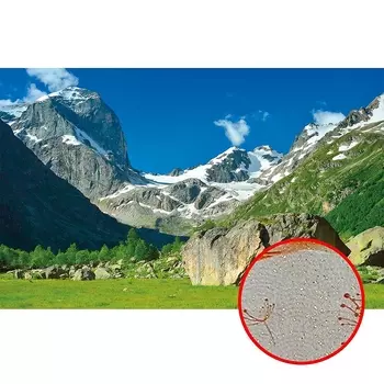 Фреска Ortograf