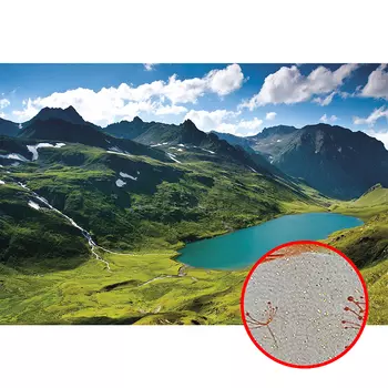 Фреска Ortograf