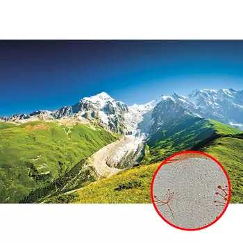 Фреска Ortograf