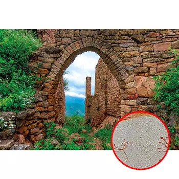 Фреска Ortograf