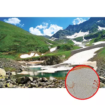 Фреска Ortograf