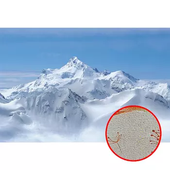 Фреска Ortograf