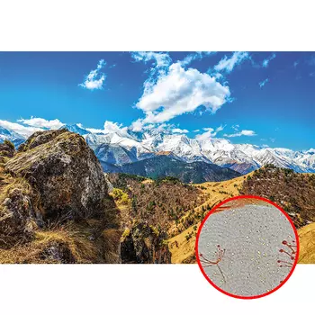 Фреска Ortograf