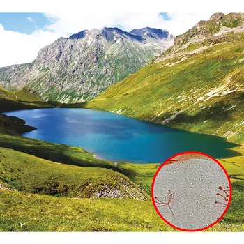 Фреска Ortograf