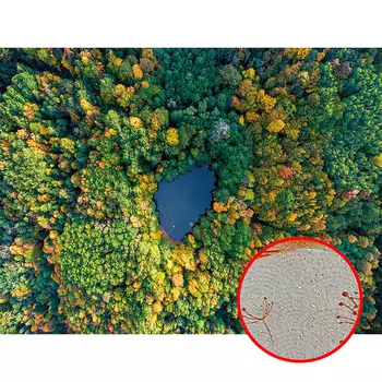 Фреска Ortograf