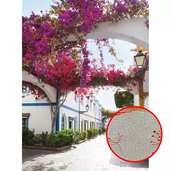 Фреска Ortograf