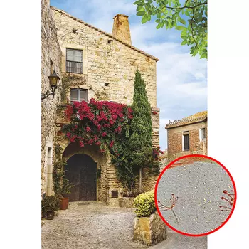 Фреска Ortograf