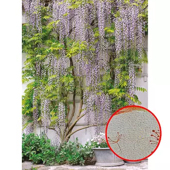 Фреска Ortograf