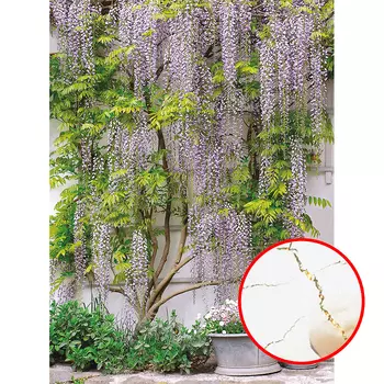 Фреска Ortograf