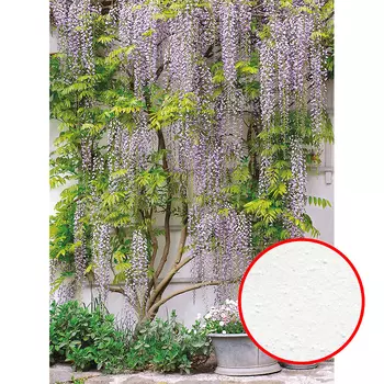 Фреска Ortograf