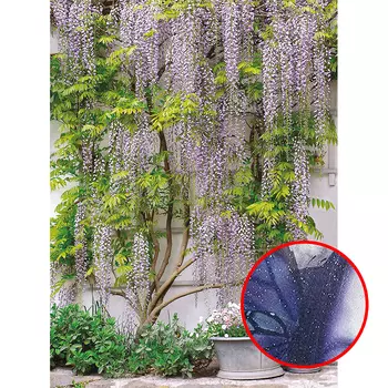 Фреска Ortograf