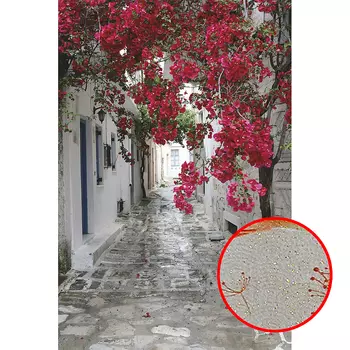 Фреска Ortograf