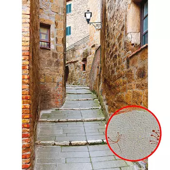 Фреска Ortograf