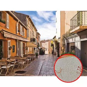 Фреска Ortograf