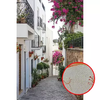 Фреска Ortograf