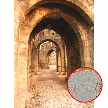 Фреска Ortograf