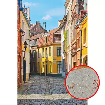 Фреска Ortograf