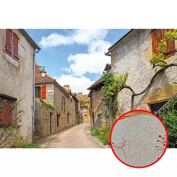 Фреска Ortograf