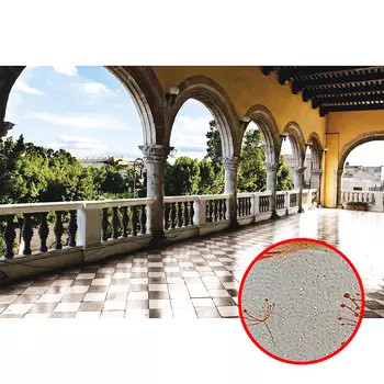 Фреска Ortograf