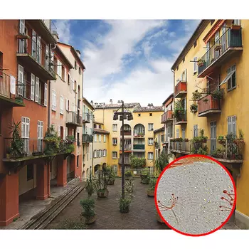 Фреска Ortograf