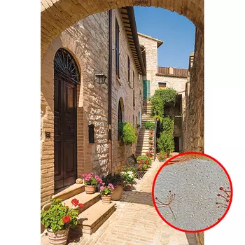 Фреска Ortograf