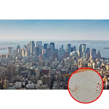 Фреска Ortograf