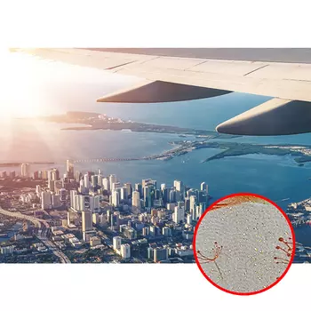 Фреска Ortograf