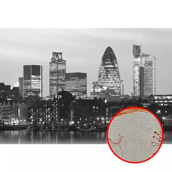 Фреска Ortograf