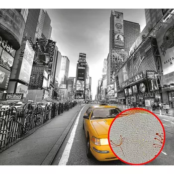 Фреска Ortograf