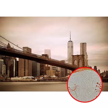 Фреска Ortograf