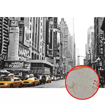 Фреска Ortograf