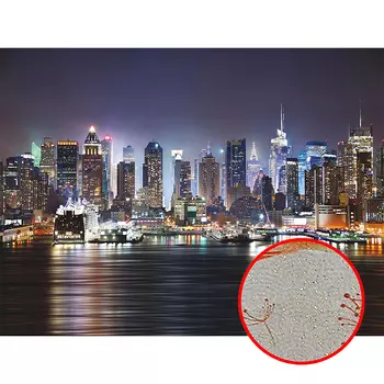 Фреска Ortograf