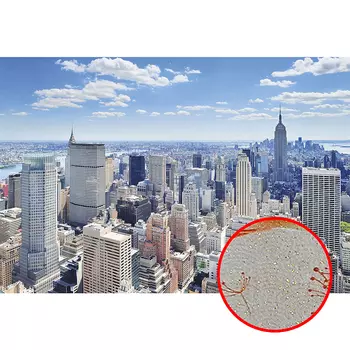 Фреска Ortograf