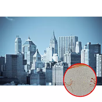 Фреска Ortograf