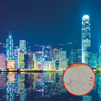 Фреска Ortograf