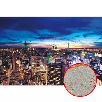 Фреска Ortograf