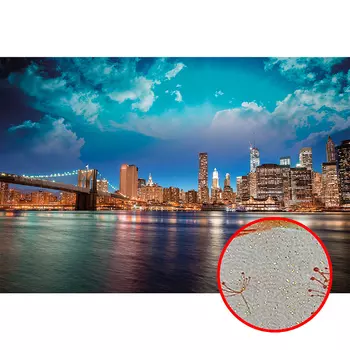 Фреска Ortograf