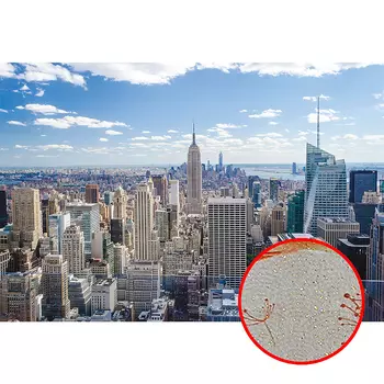 Фреска Ortograf